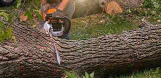 How Our Tree Care Process Works  in  Cary, NC